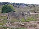 20020912_405_Colorado_-_Cripple_Creek_-_Donkey.jpg